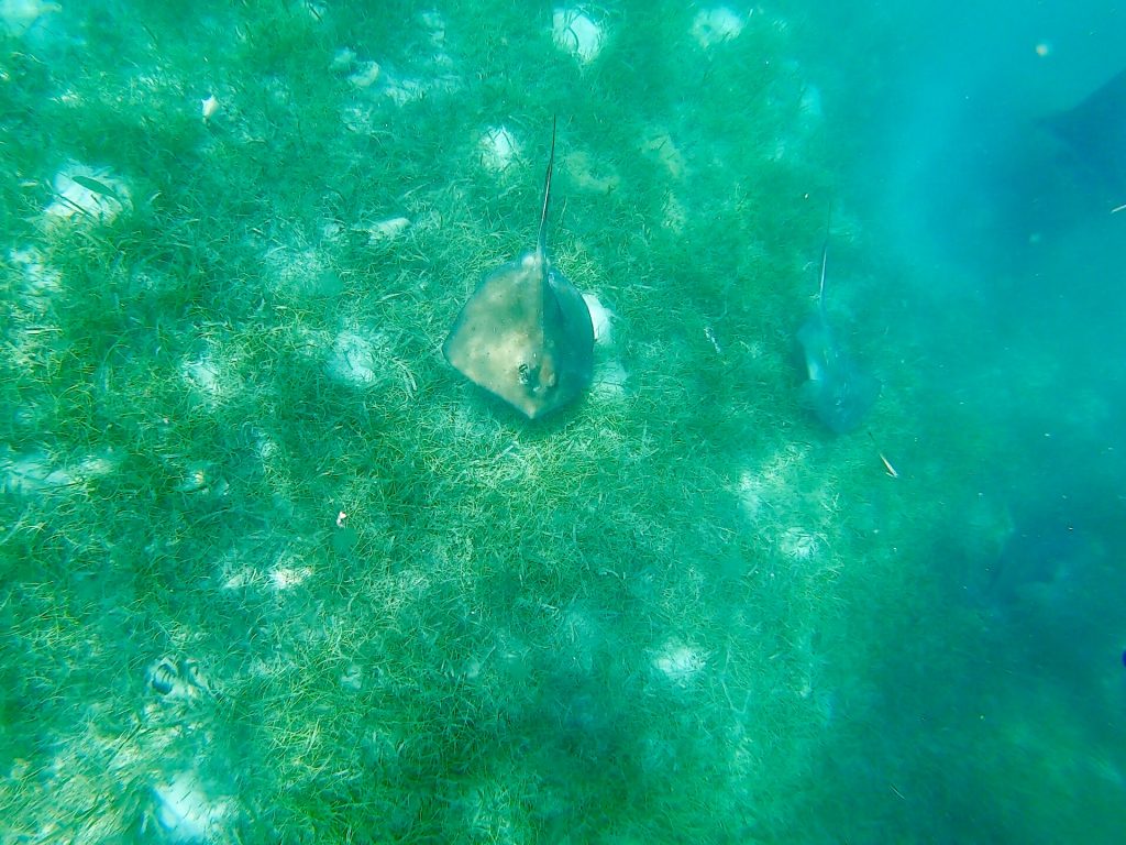 Snorkeling in Placencia Belize with rays