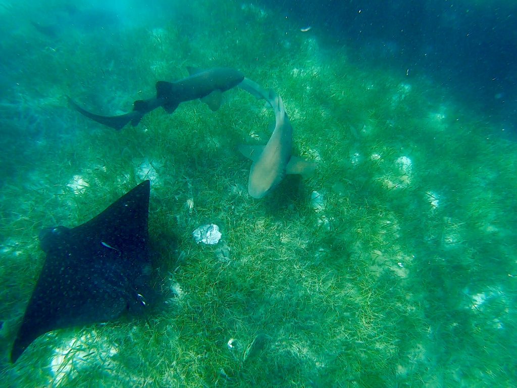 Snorkeling in Placencia Belize with sharks and a ray