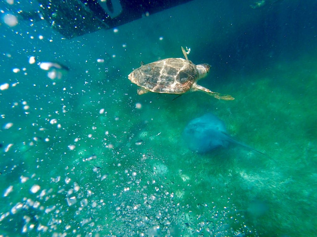 Turtle-following in Placencia Belize near the Silk Cayes