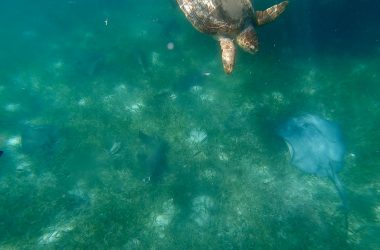 Snorkeling in Placencia Belize with sea turtle and ray