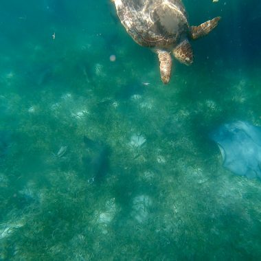 Snorkeling in Placencia Belize with sea turtle and ray