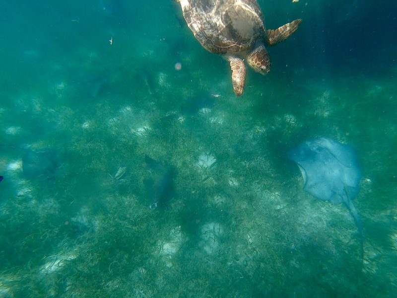 Snorkeling in Placencia Belize with sea turtle and ray