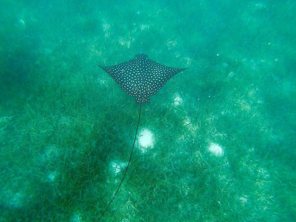 Snorkeling with spotted eagle ray in Placencia Belize