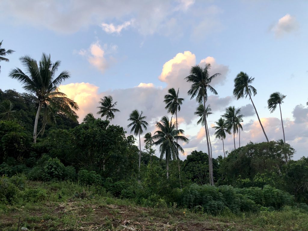 Coconut trees on Qamea, Fiji