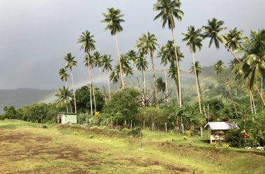 Rainbow and palm trees