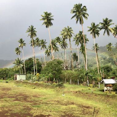 Rainbow and palm trees