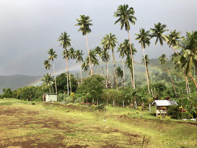 Rainbow and palm trees