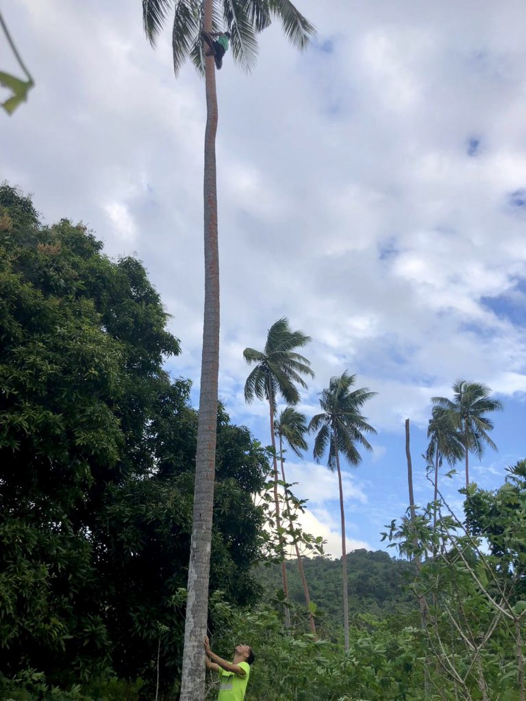 Jerome collecting coconuts