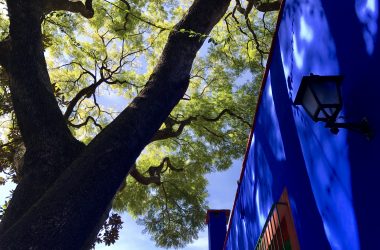 Tree and blue houses