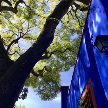 Tree and blue houses