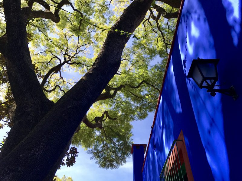 Tree and blue houses