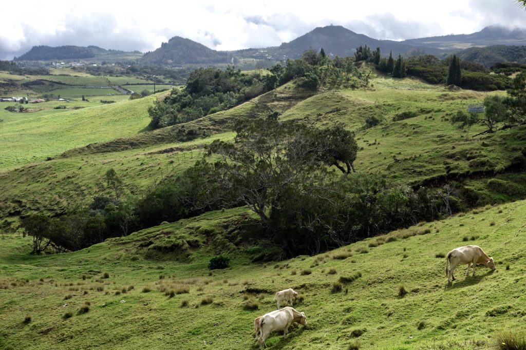 Three cows and a view of Reunion Island