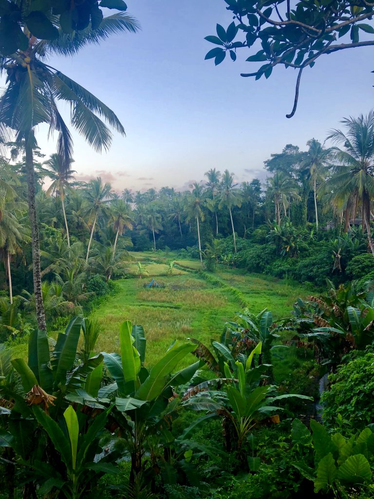 Jungle views in Ubud, Bali, Indonesia