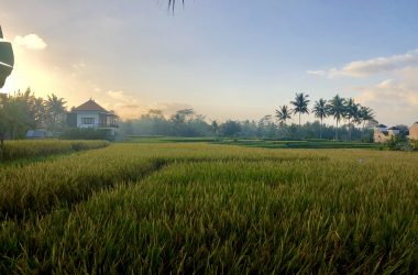 Rice paddies in Ubud, Bali