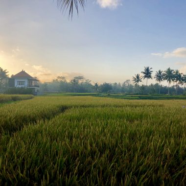 Rice paddies in Ubud, Bali