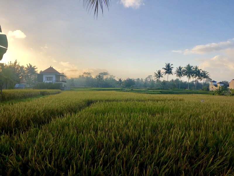 Rice paddies in Ubud, Bali