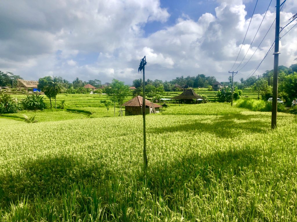 Fields in Ubud, Bali